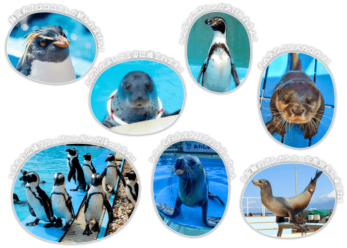 アシカ