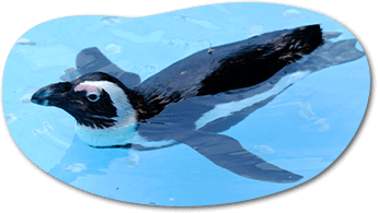 ペンギンと記念写真