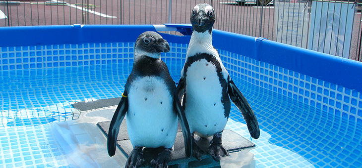 移動水族館