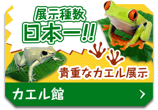 カエル館