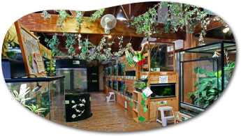 カエルの展示種数は日本最大級！
