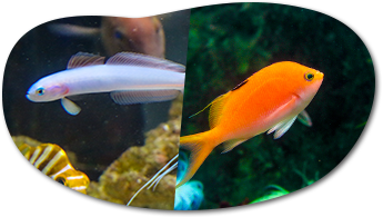 水族館のお魚解説
