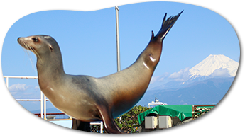 アシカショー