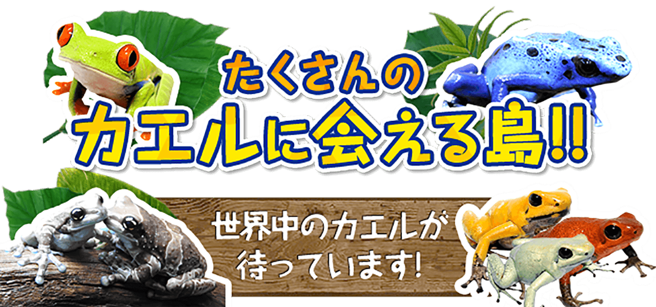 たくさんのカエルに会える島！！