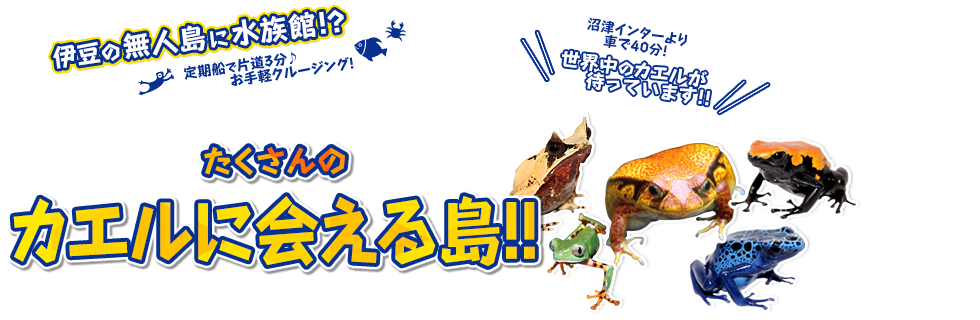 たくさんのカエルに会える島！！